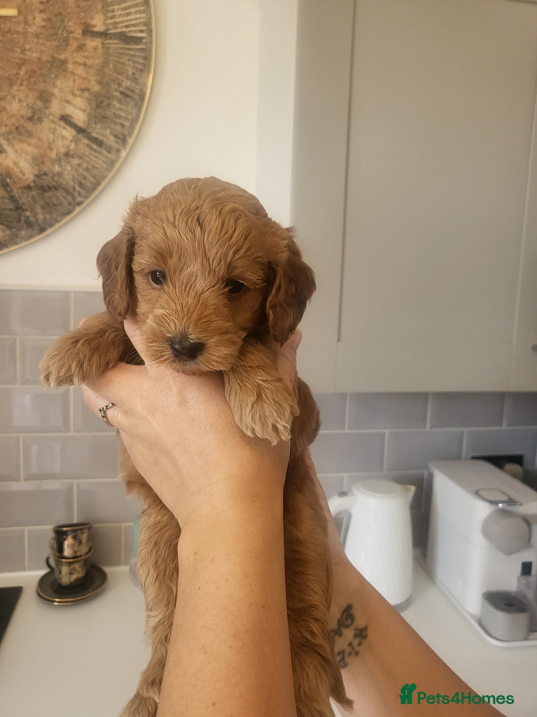 Cockapoo dogs for sale: F1B Cockapoo puppy's x6 stunning colours - Image 14