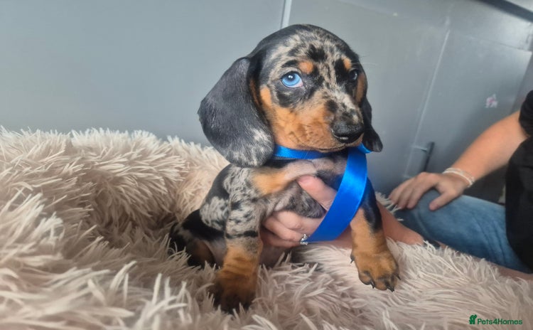 Miniature Dachshund dogs - Advert 8