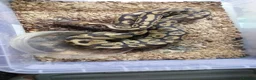 Mixed Breed reptiles for sale: Mix job lot selling my sons replites from £40-£900 - Advert 8