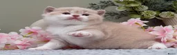 British Shorthair cats for sale: Stunning British Shorthair kittens  - Advert 21