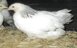 Chickens poultry for sale: Pekin bantam pullets, Silver/Black & Columbian - Image 1