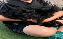 Cockapoo dogs for sale: Cockapoo puppy’s boys/girls - Image 13