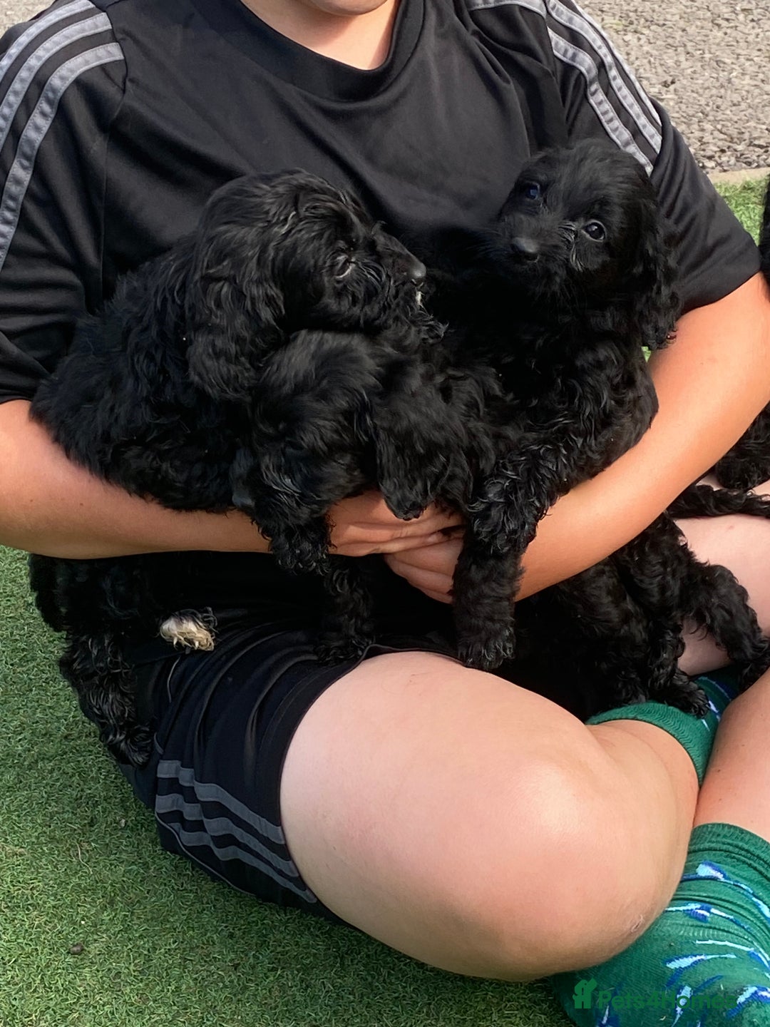 Cockapoo dogs for sale: Cockapoo puppy’s boys/girls - Image 13