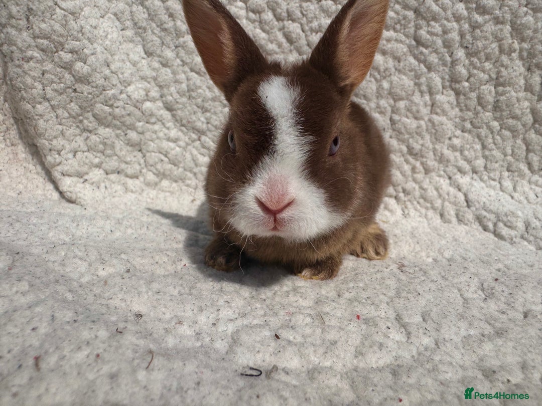Rex rabbits for sale: chocolate vienna mini rex babies - Image 10