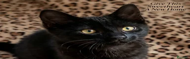 Domestic Shorthair Kitten 2