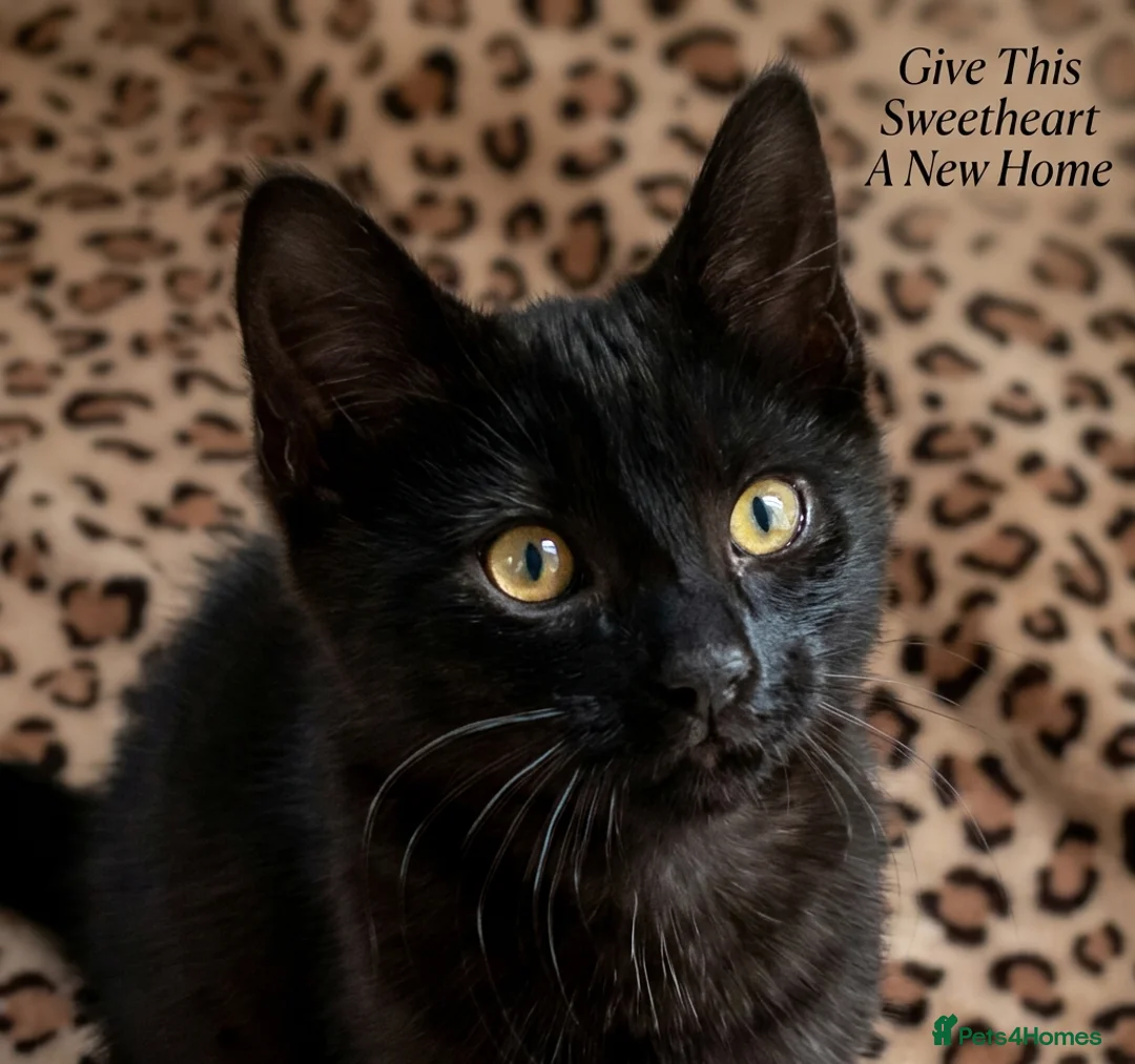 Domestic Shorthair cats for sale: Black Beautiful Kitten with Golden Eyes - Advert 6