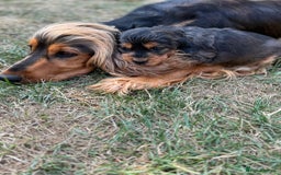Cocker Spaniel dogs for sale: Show cocker spaniels  - Image 13