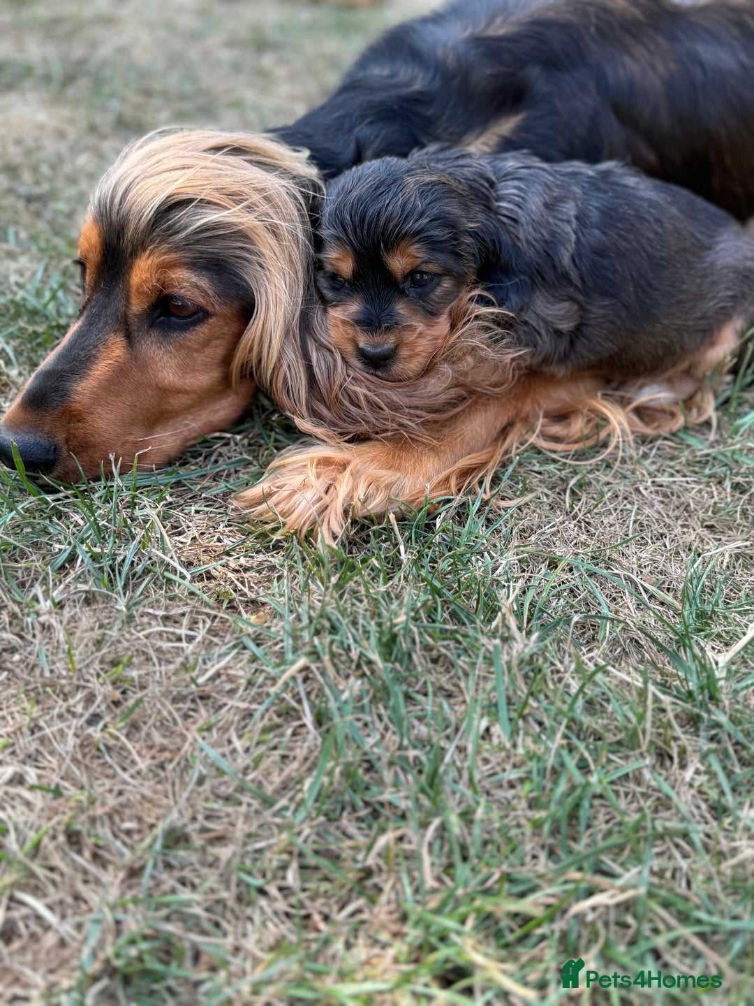 Cocker Spaniel dogs for sale: Show cocker spaniels  - Image 13