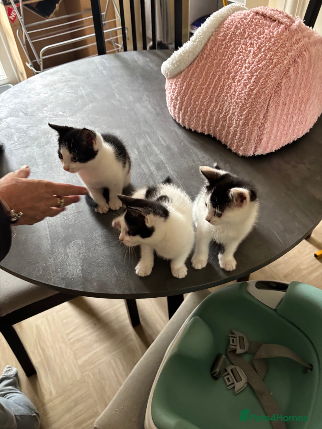 Mixed Breed cats for sale: Kittens for sale - Image 6