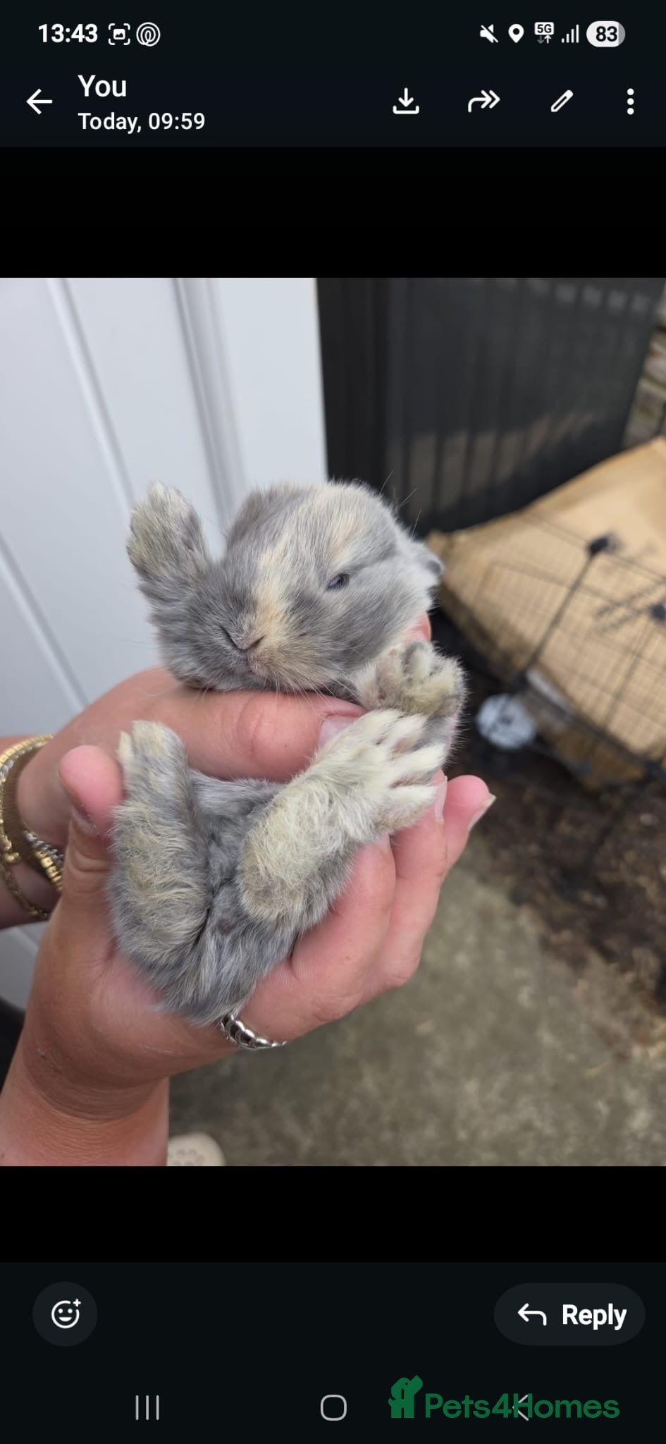 Mixed Breed rabbits Mini lop x Netherlands dwarf bunnies  - Advert 21