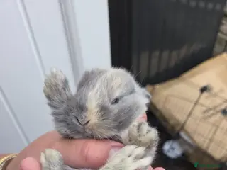 Mixed Breed rabbits Mini lop x Netherlands dwarf bunnies - Advert 21