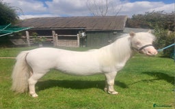 Shetland pony horses for sale: Registered miniature Shetland cremello filly  - Image 1