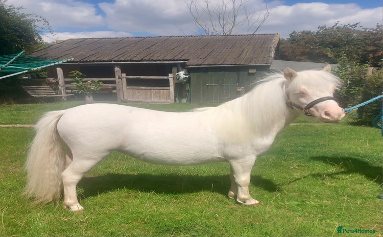 Shetland pony horses - Advert 1