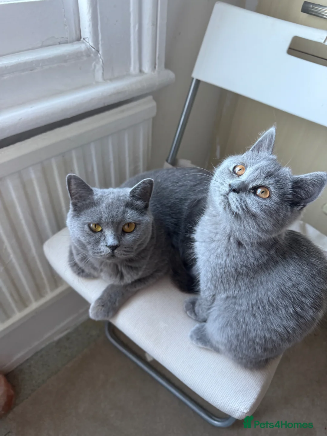 British Shorthair cats for sale: Only 1 girl and boy left, British short hair fluff - Advert 2