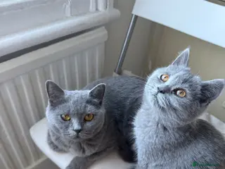 British Shorthair cats British short hair fluffy kittens,London based - Advert 18