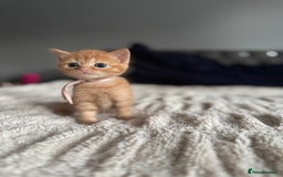 Domestic Shorthair cats for sale: 6 beautiful kittens - Image 22