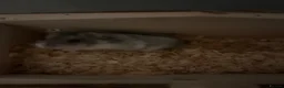 Hamster rodents for sale: Dwarf hamster  - Advert 3