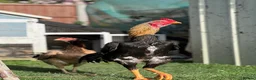 Chickens poultry for sale: Large Shamo Pair 3 months old (Aseel)  - Advert 6