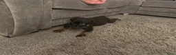 Rottweiler dogs for sale: Rottweiler puppy in Bolton - Advert 10