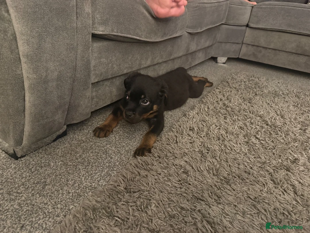 Rottweiler dogs for sale: Rottweiler puppy in Bolton - Advert 10