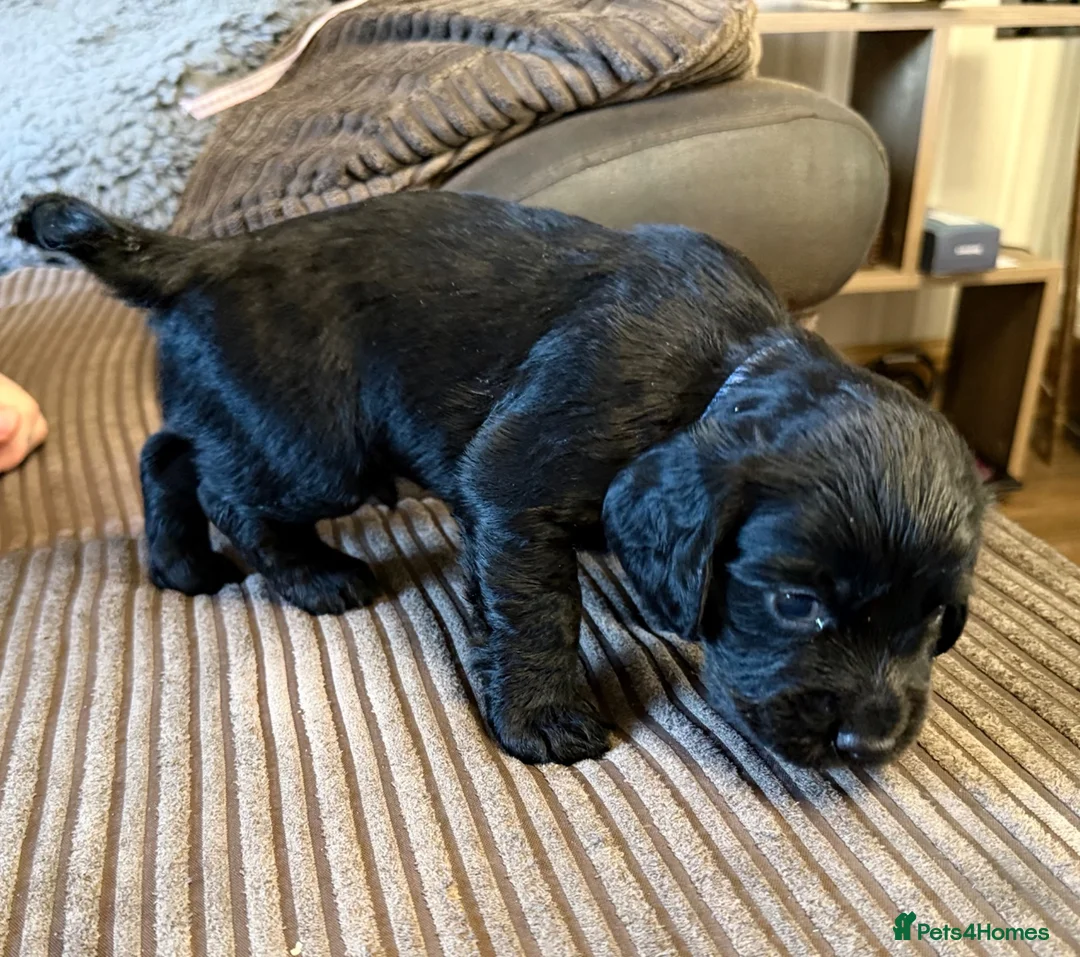 Cocker Spaniel dogs for sale: cocker spaniel puppies  in Southampton - Advert 6