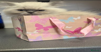 Mixed Breed cats - Advert 10