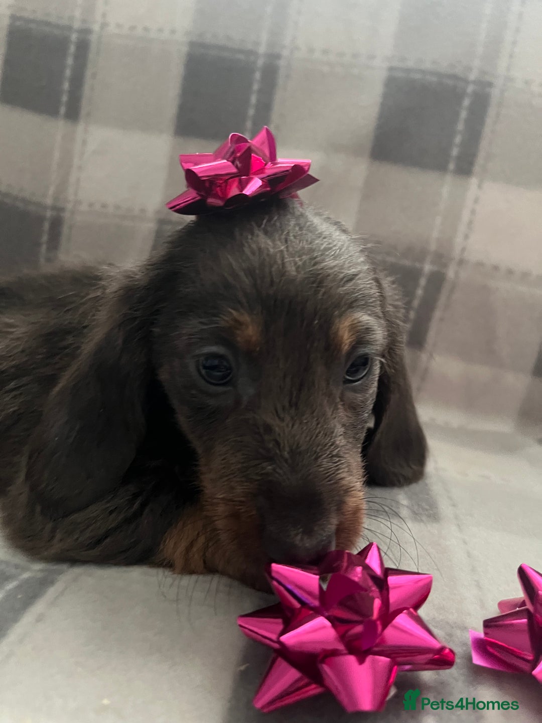 Dachshund dogs for sale: Beautiful rainbow 🌈🌈 litter 💙🩷 - Image 4