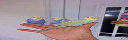 Budgerigars birds for sale: Super hand tamed baby budgies for sale  - Advert 8