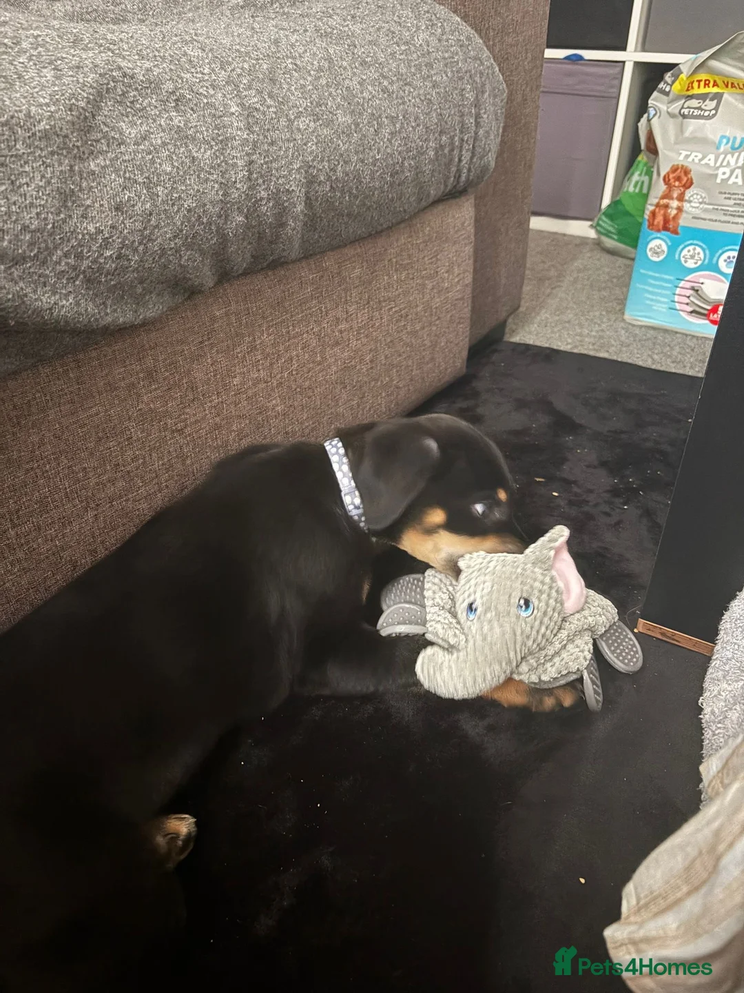 Mixed Breed dogs for sale: Creed - German shepmatian x Rottweiler puppy - Advert 6