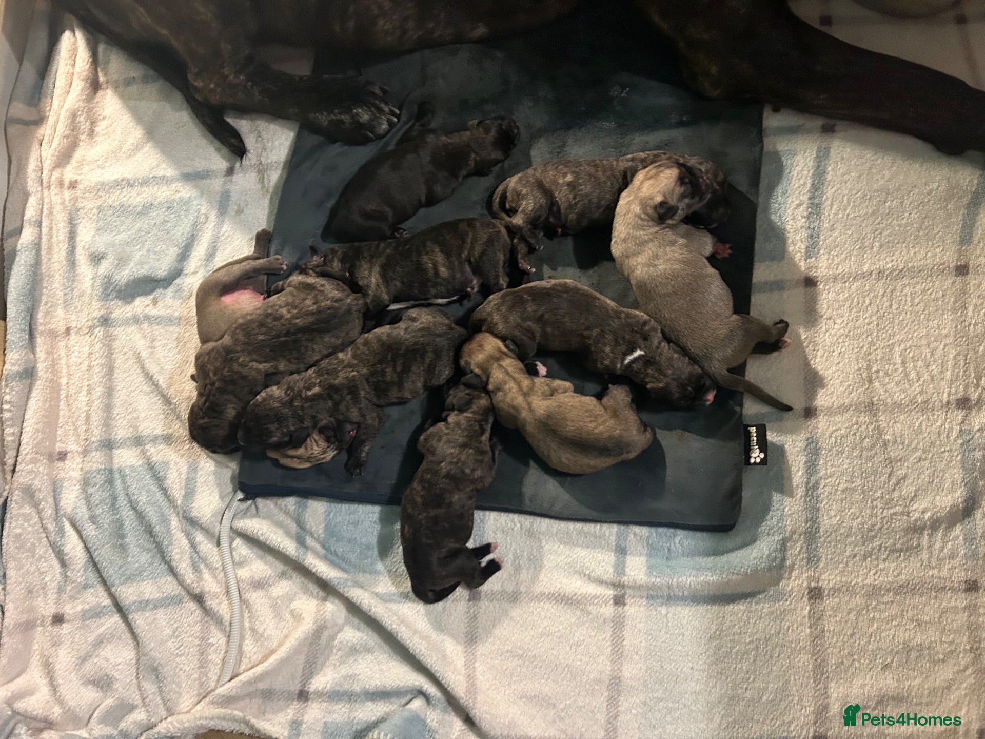 Cane Corso dogs Beautiful cane corso puppies BORN 30/09/26 - Advert 9