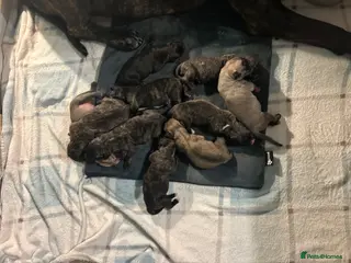 Cane Corso dogs Beautiful cane corso puppies BORN 30/09/26 - Advert 1