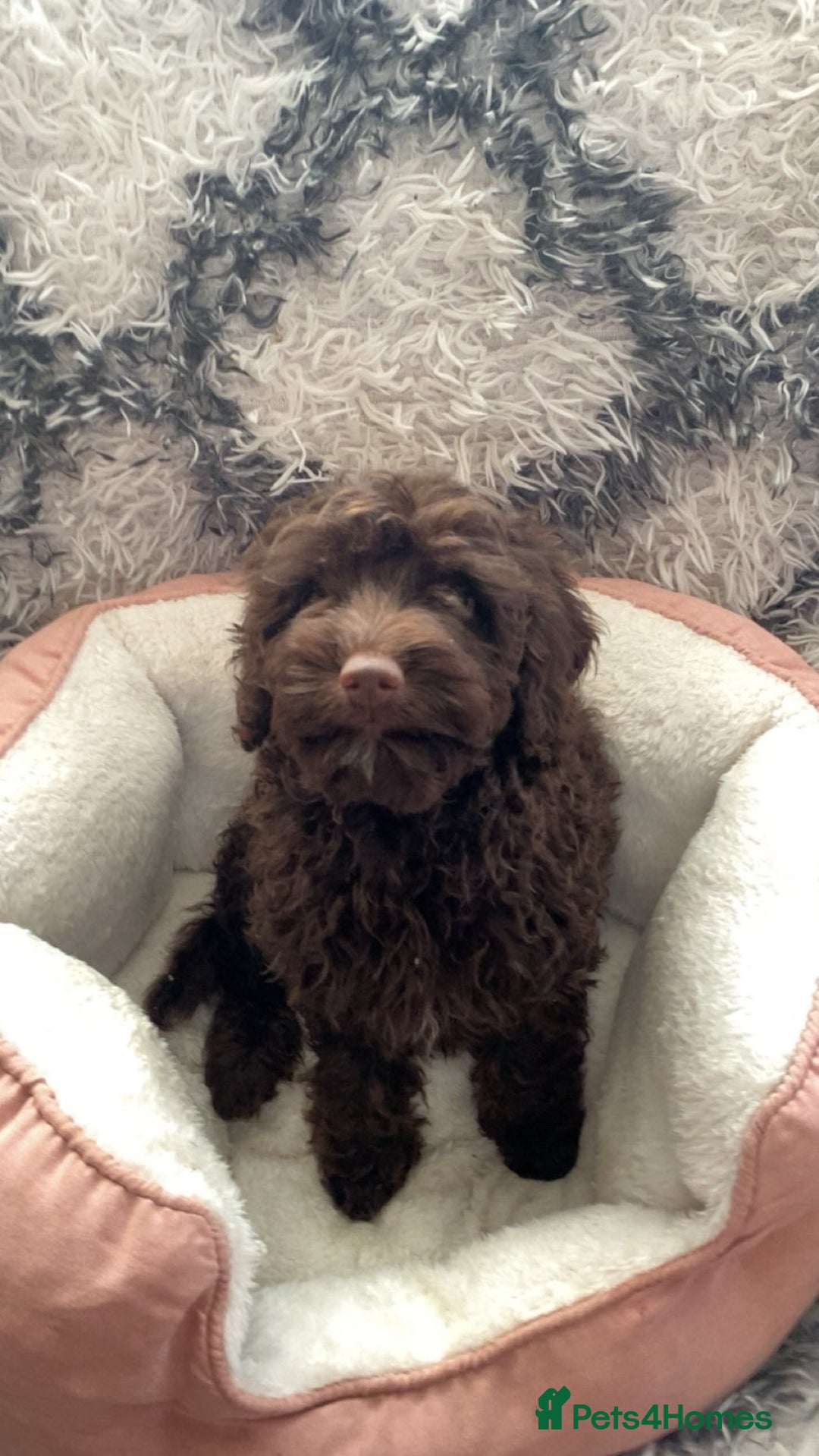 Cockapoo dogs for sale: Amazing choc cockerpoo pups for sale READY NOW  - Advert 8