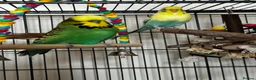 Budgerigars birds for sale: 2 bonded budgies, flight cage and toys  in Salisbury - Advert 4