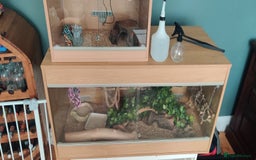 Corn Snake reptiles for sale: Corn snake - Image 3