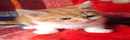 Mixed Breed cats for sale: Beautiful kittens - Advert 2