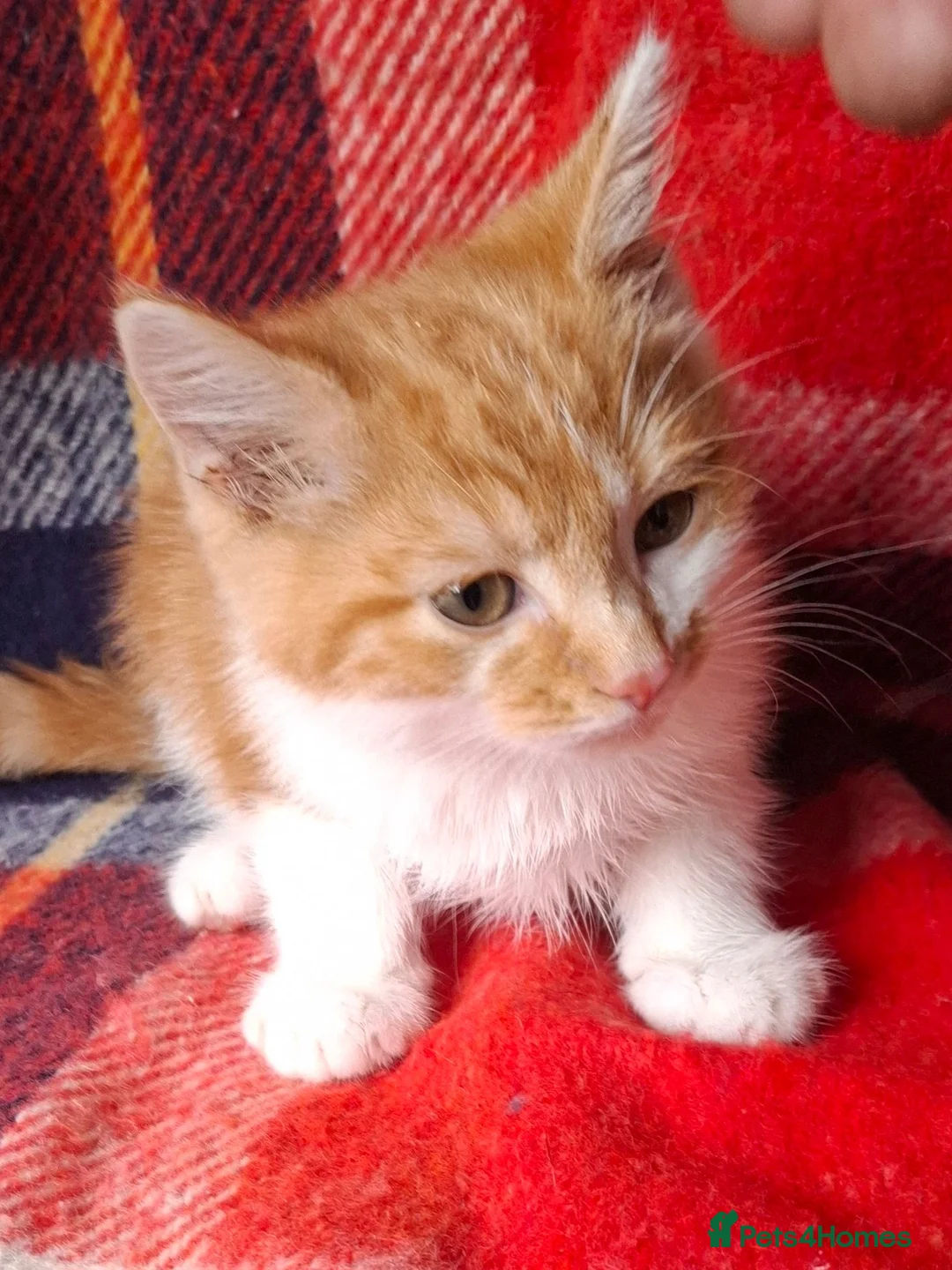Mixed Breed cats for sale: Beautiful kittens - Advert 2