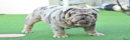 English Bulldog dogs for sale: Like Father Like Son 1 Male pup available in Burnley - Advert 19