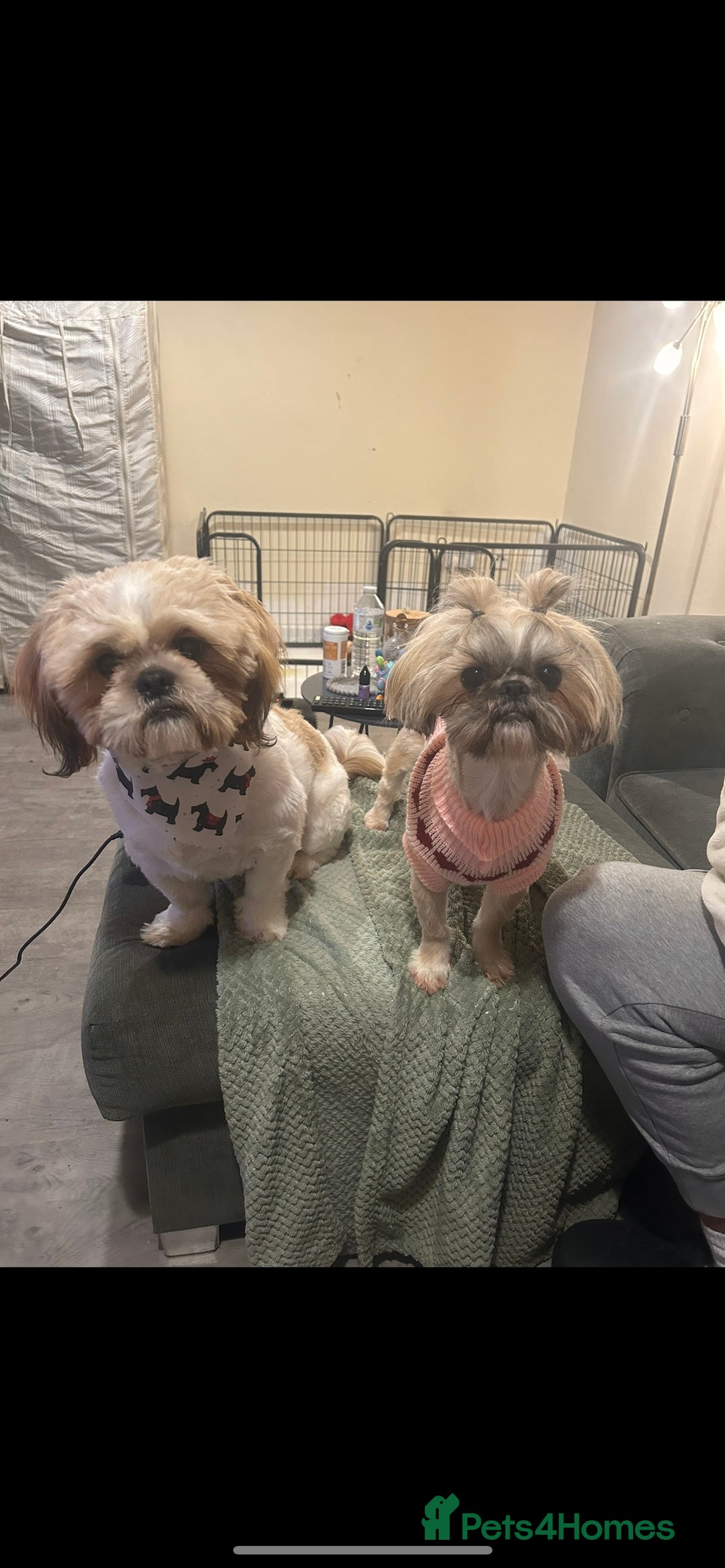 Shih Tzu dogs for sale: 2 boys 2 girls gorgeous shih tzus - Advert 9