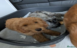 Cockapoo dogs for sale: cockerpoos  in Blaydon-on-Tyne - Image 16