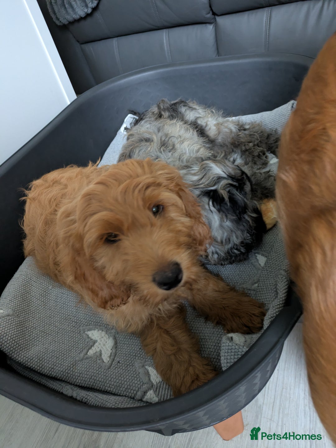 Cockapoo dogs for sale: cockerpoos  in Blaydon-on-Tyne - Image 16