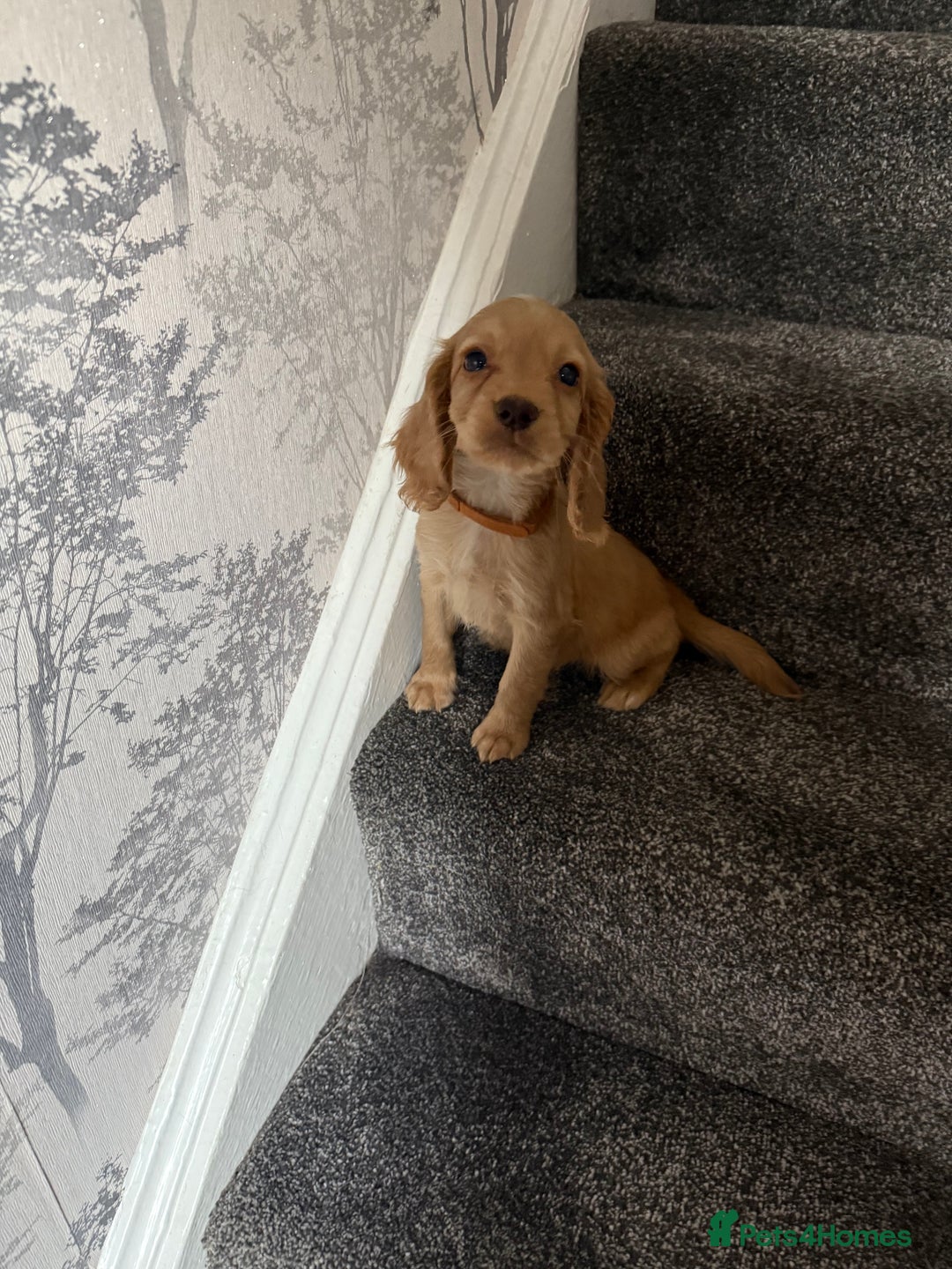 Cocker Spaniel dogs for sale: Cocker spaniel puppies, Ready Now..!! - Image 3