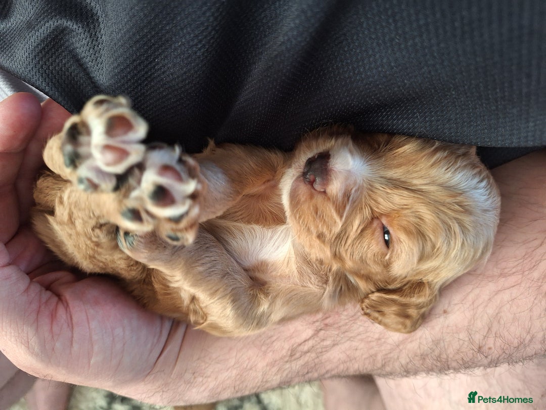 Cocker Spaniel dogs for sale: Stunning cocker spaniels for sale - Image 4