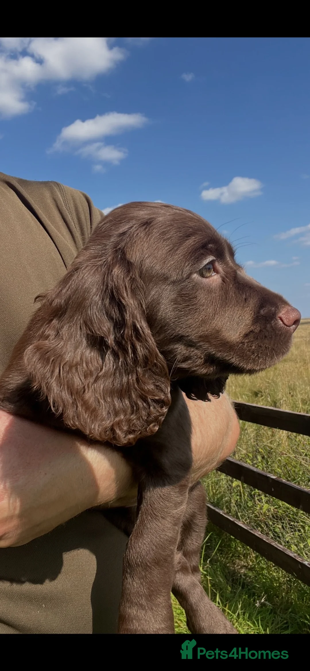 Cocker Spaniel dogs for sale: Chocolate working cocker spaniels  - Advert 2