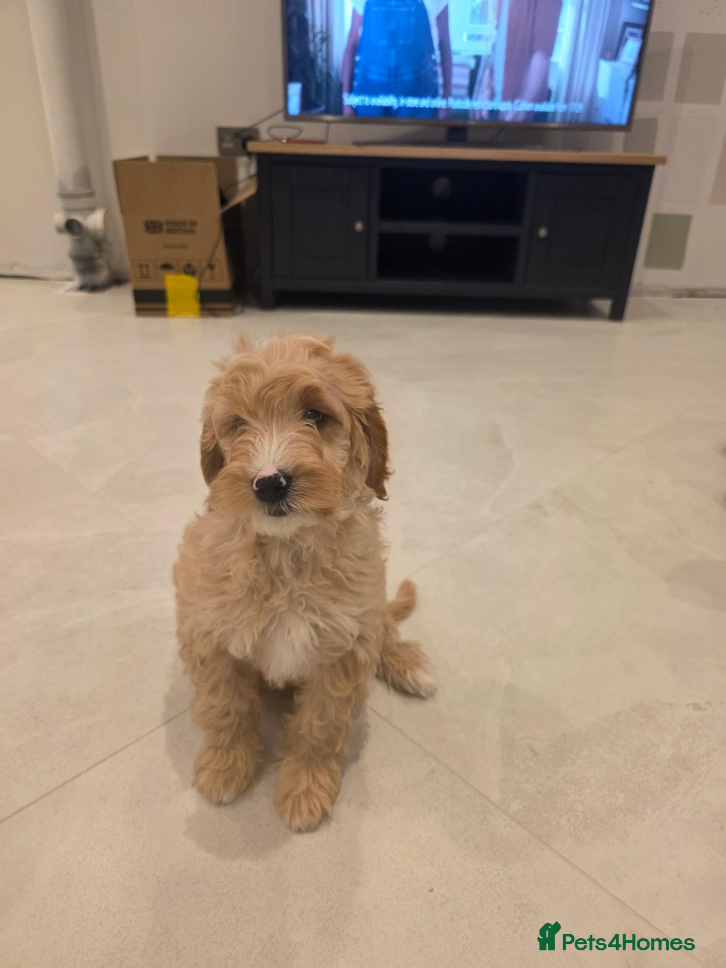Cavapoo dogs 5 Adorable F1B Cavapoo puppies for sale 🐾🩷  - Advert 1