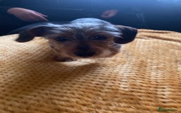 Mixed Breed dogs for sale: Miniature dorkies - Image 2