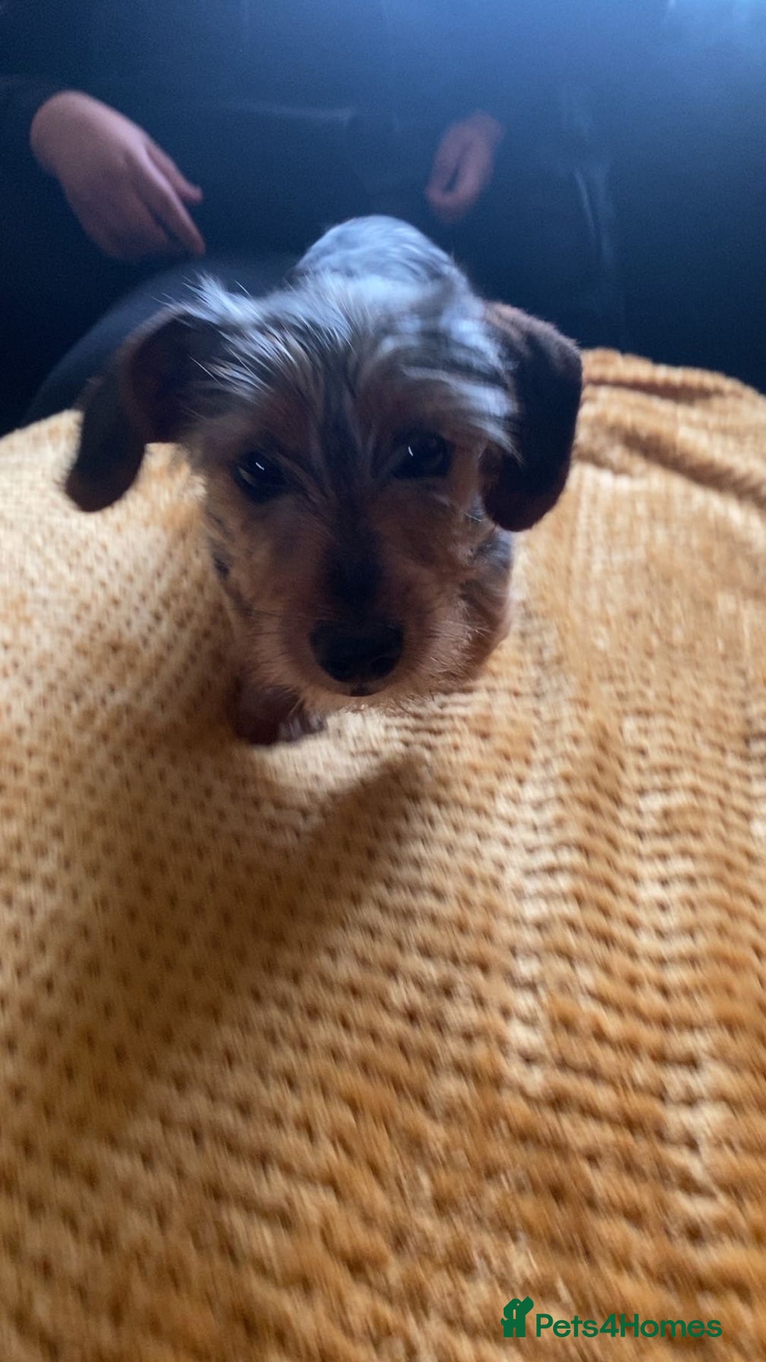 Mixed Breed dogs for sale: Miniature dorkies - Image 2