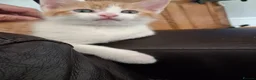 Domestic Shorthair cats for sale: 2 MALE AND 1 FEMALE 9 WEEK OLD KITTENS - Advert 2