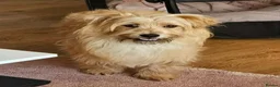 Mixed Breed dogs for adoption: Charlie seeks forever home  - Advert 2