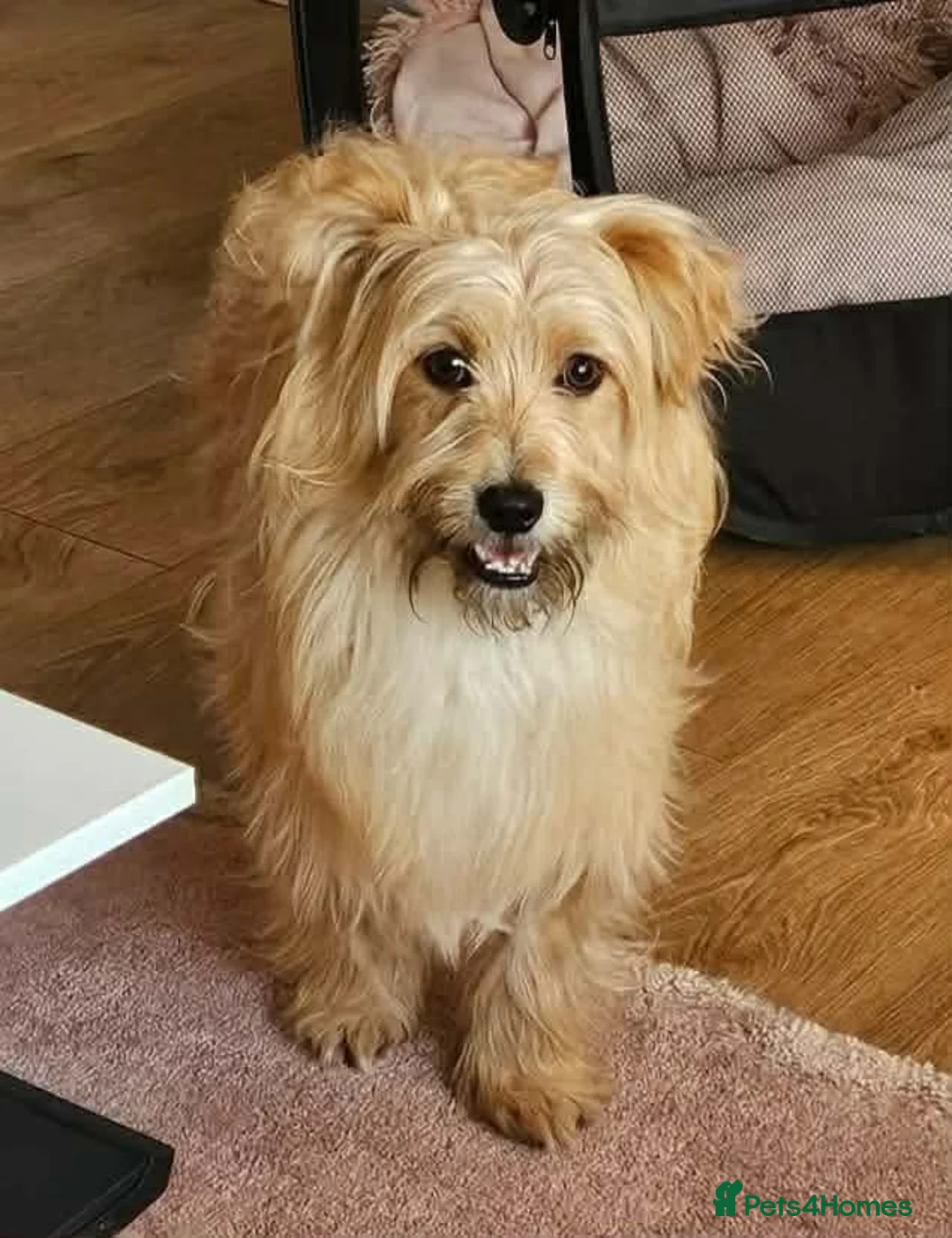 Mixed Breed dogs for adoption: Charlie seeks forever home  - Advert 2