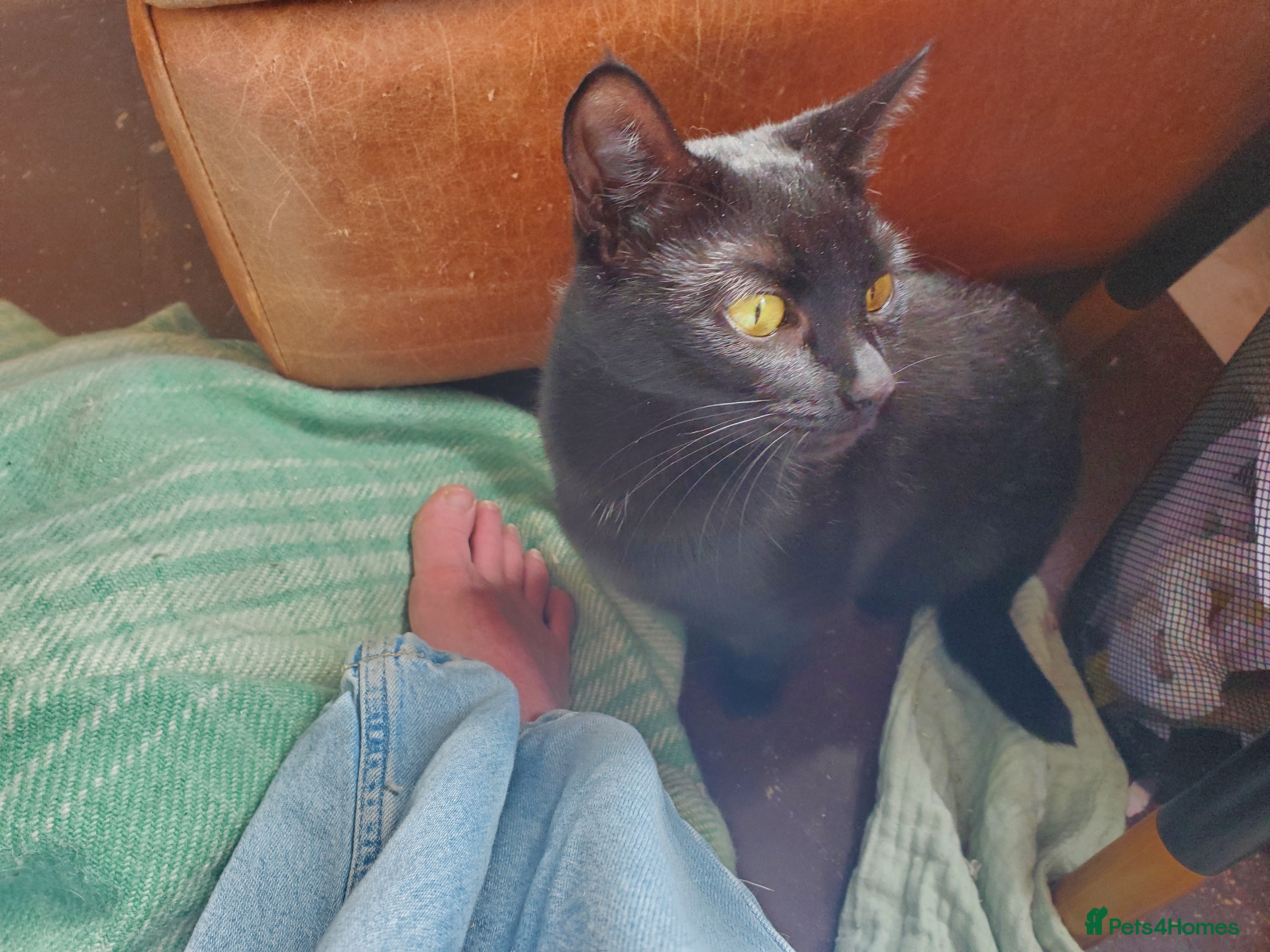 Domestic Shorthair cats 3 male and 1 female kittens born 15/2/26 - Advert 1